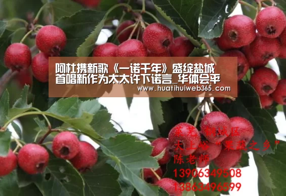 华体会平台